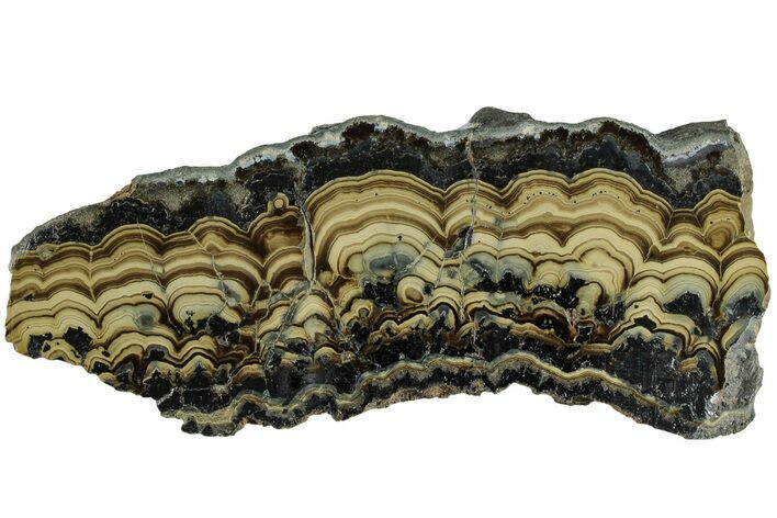 Polished Schalenblende Slice - Poland #228198